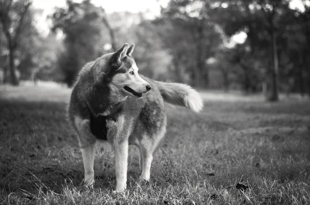 Les chiens voient en noir et blanc FAUX Steemit