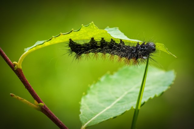 caterpillar-larva-animal-fauna-nature-hairy-inch (1).jpg