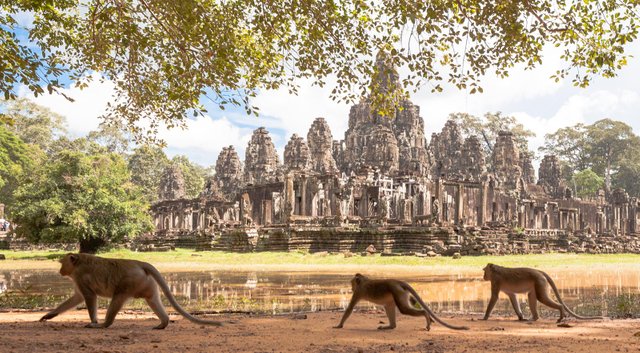 HOJ_AngkorWat_Monkey.jpg