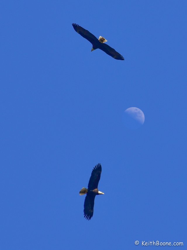 eagles and moon.jpg