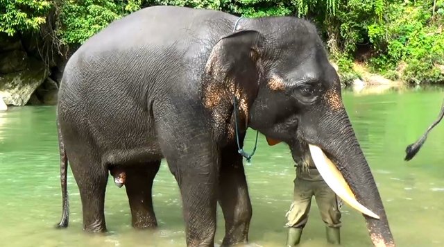 Gajah-riau3-Sumatera-ini-satu-dari-4-satwa-kunci-di-TNGL-.-Perburuan-mengambil-gadingnya-terus-terjadi-mengakibatkan-habitatnya-terus-menurun-Ayat-S-Karokaro.jpg