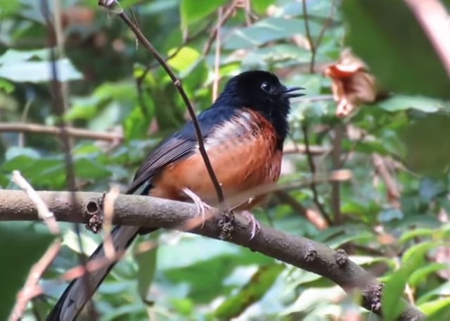 Perpaduan Warna Antara Hitam Coklat Kekuningan Dan Coklat Tua
