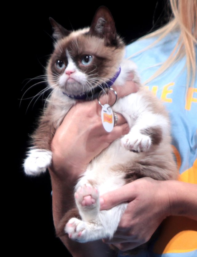 01 Grumpy_Cat_by_Gage_Skidmore.jpg