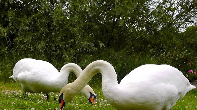 swans-362734__480.jpg