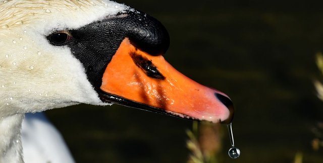 swan-3148298__480.jpg