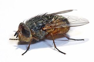 Calliphora_augur_whitebackground.jpg