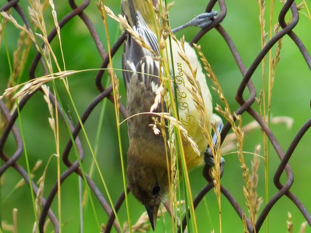 bird in the grass.JPG