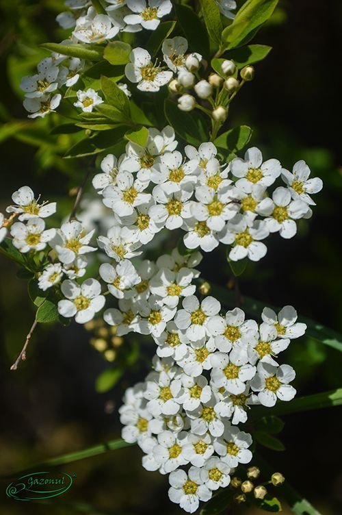 spiraea vanhoutei cununita 2.jpg