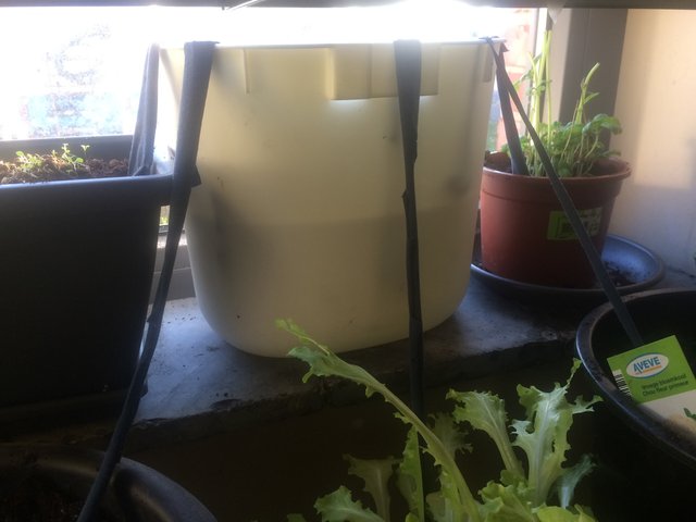 Easy DIY Self-Watering System For Your Indoor Plants — Steemit