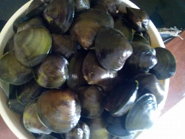 kerang1.jpg