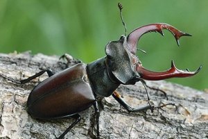 gambar-kumbang-capit-lucanus-cervus.jpg