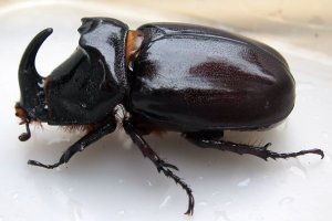 gambar-kumbang-badak-oryctes-nasicornis.jpg