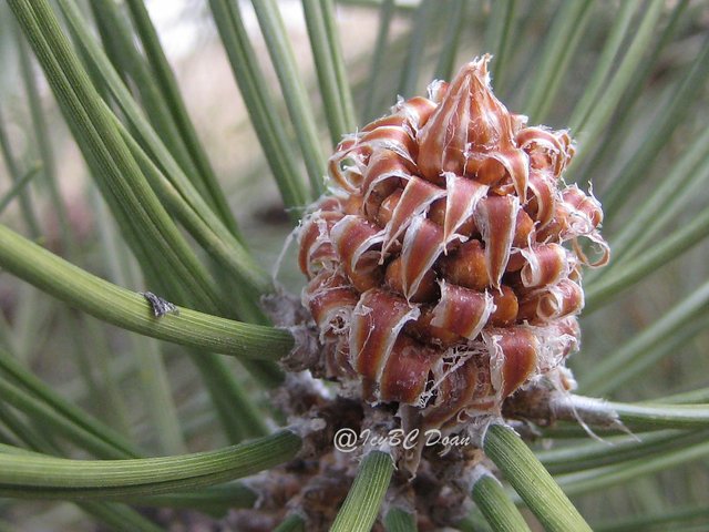 pine cone 1.JPG