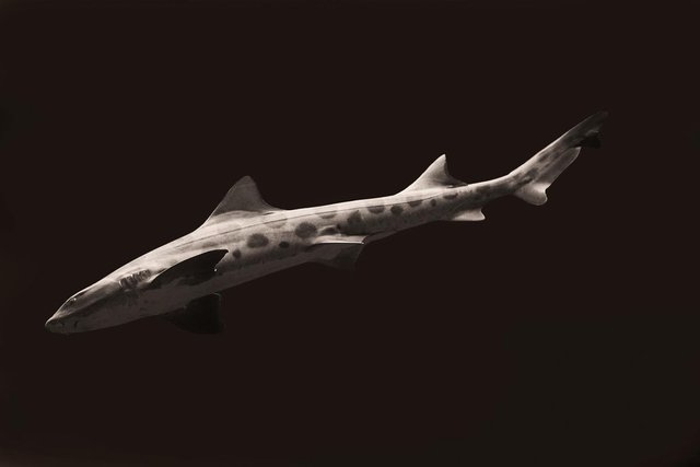 Sepia Leapard Shark.jpg