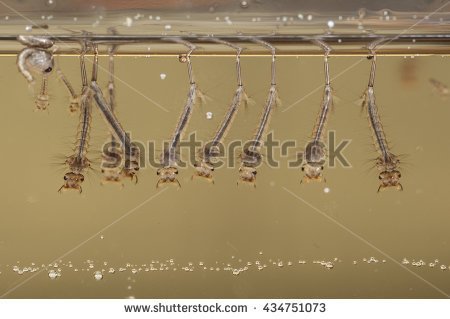 stock-photo-mosquito-larvae-culex-pipiens-in-a-water-italy-europe-434751073.jpg