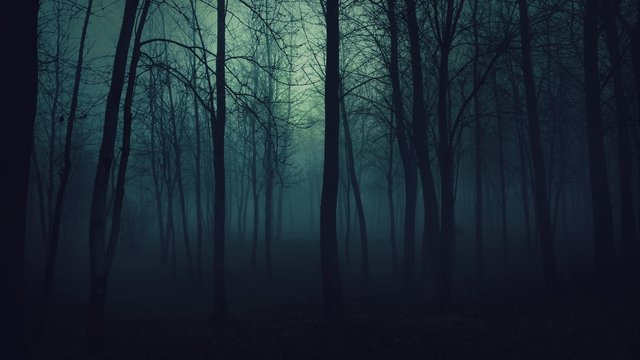 wood_trees_gloomy_fog_haze_darkness_50175_1920x1080.jpg