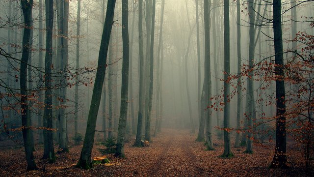 wood_trees_fog_foliage_autumn_cool_57485_1920x1080.jpg