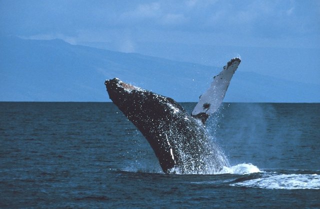 humpback-whale-591127_960_720.jpg