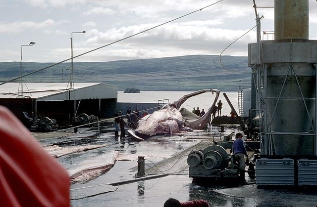 800px-La_station_baleinière_du_Hvalfjörður_(2).jpg