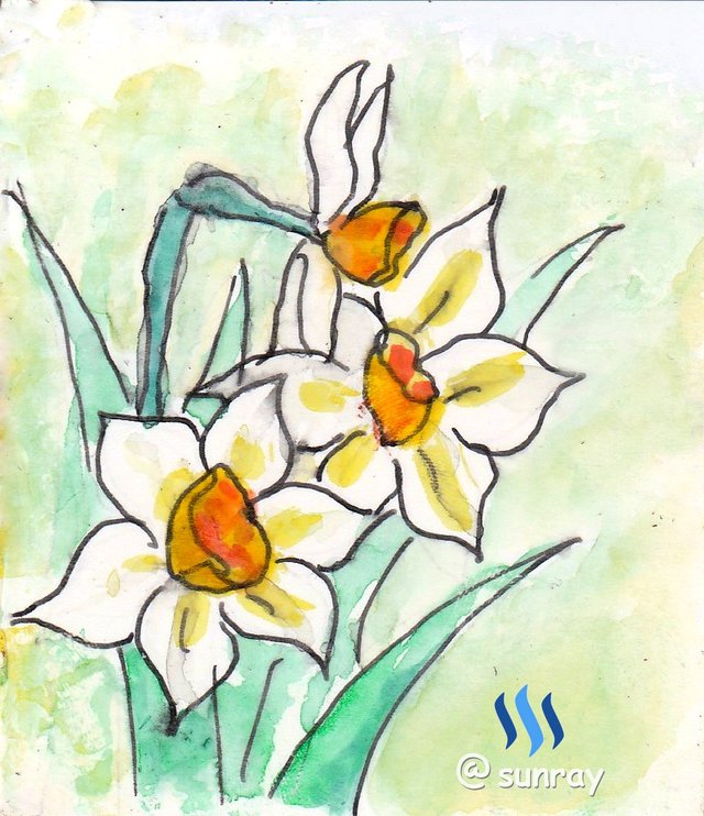 贺年花 水仙daffodils Steemit