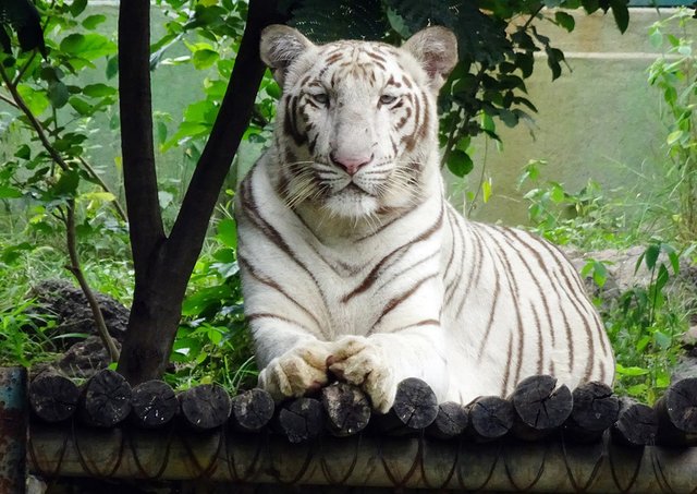 45++ Gambar hewan harimau putih update