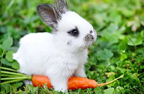 kaninchen.jpg