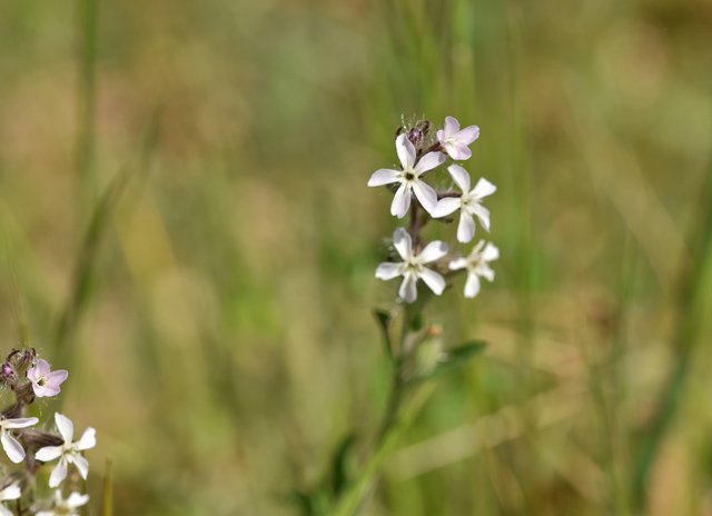 wildflower Silene gallica 2.jpg