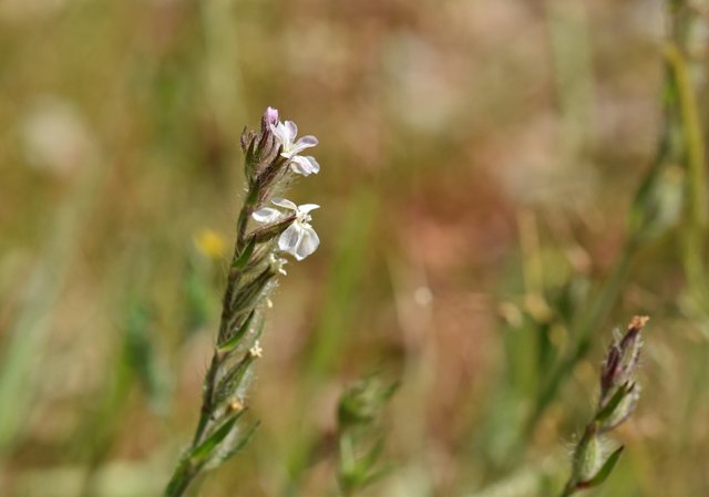 wildflower Silene gallica 1.jpg