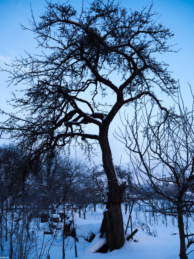 treetuesday winter 3.jpg