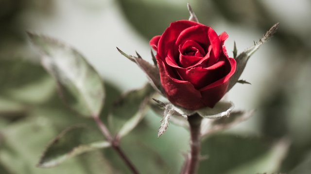 red-rose-flower-wallpaper-hd.jpg