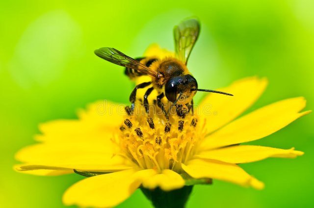 bee-green-nature-21444259.jpg