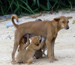 anjing-kampung.png