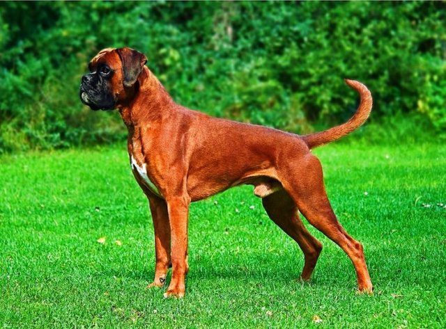 Gambar-Anjing-Galak-Boxer-Terbaru-768x568.jpg