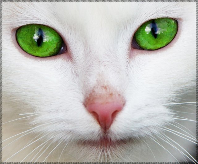 GREEN EYES CAT.jpg