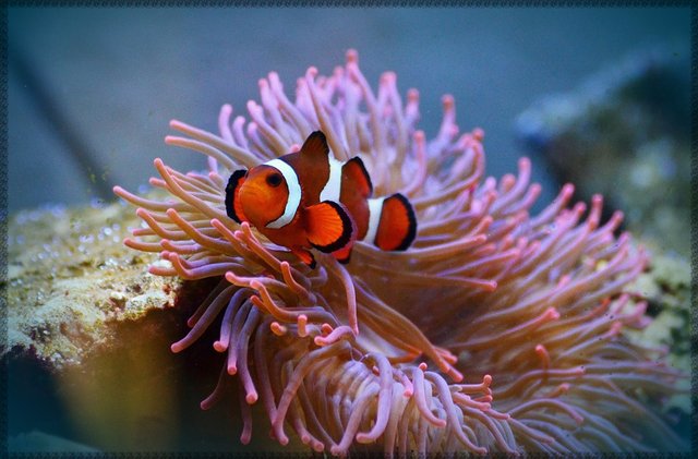 CLOWN FISH.jpg