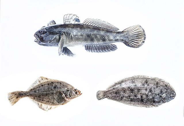 800px-Three_kinds_of_fish_caught_common_sole_flounder_and_round_goby_in_Holland.jpg