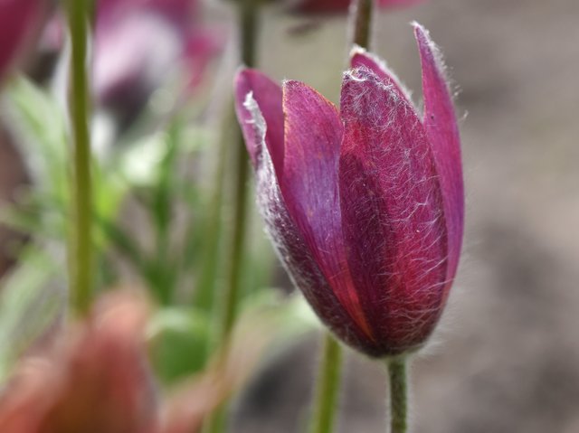 Pasqueflower hairy macro.jpg