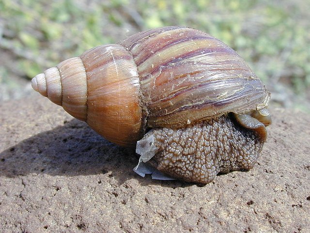 giant_african_land_snail3.jpg