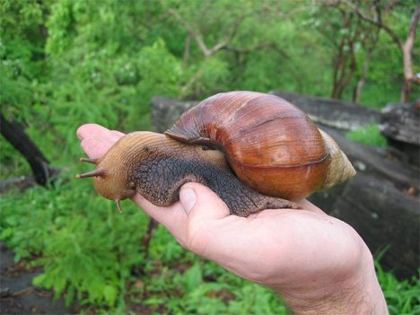 giant-west-african-land-snail.jpg