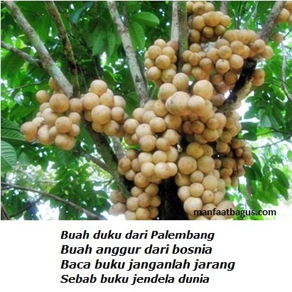 duku palembang.jpg