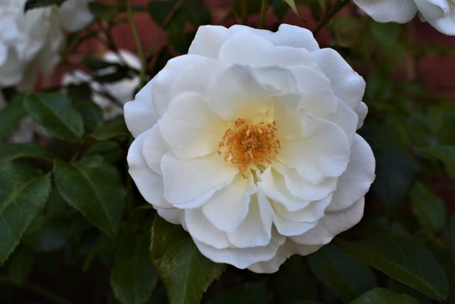 DSC_0809b.jpg