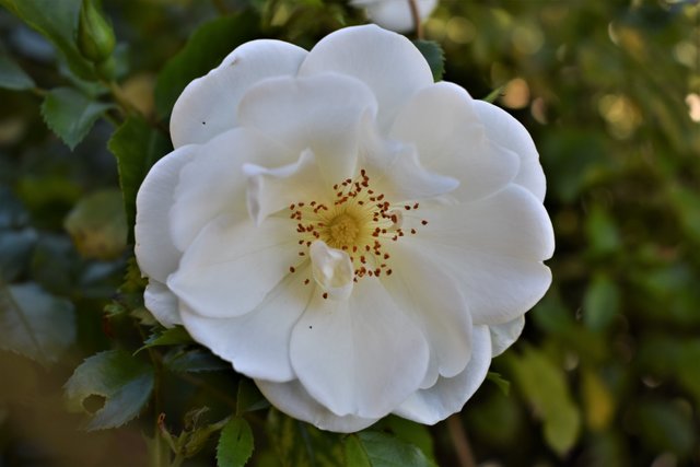 DSC_0614b.jpg