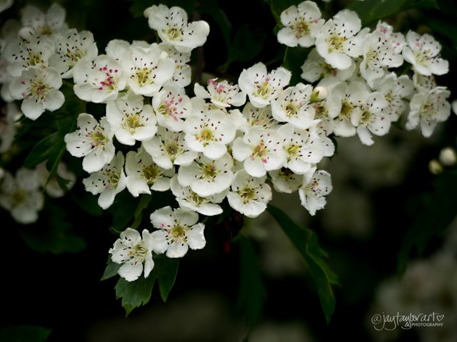 hawthorn-blossoms.jpg