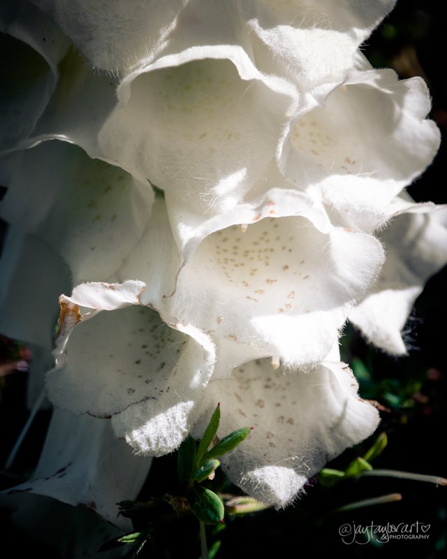 white-foxgloves.jpg