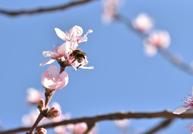 spring tree blossom 2.jpg