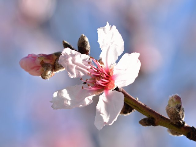 spring tree blossom 3.jpg