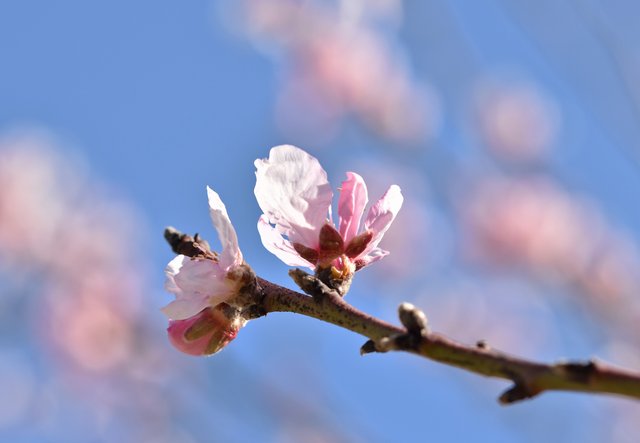 spring tree blossom  4.jpg