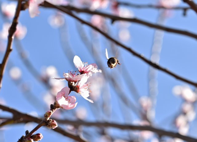 spring tree blossom 1.jpg