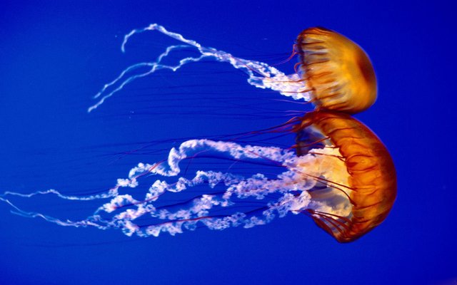 sfondo-medusa-jellyfish-wallpaper-1280x800.jpeg