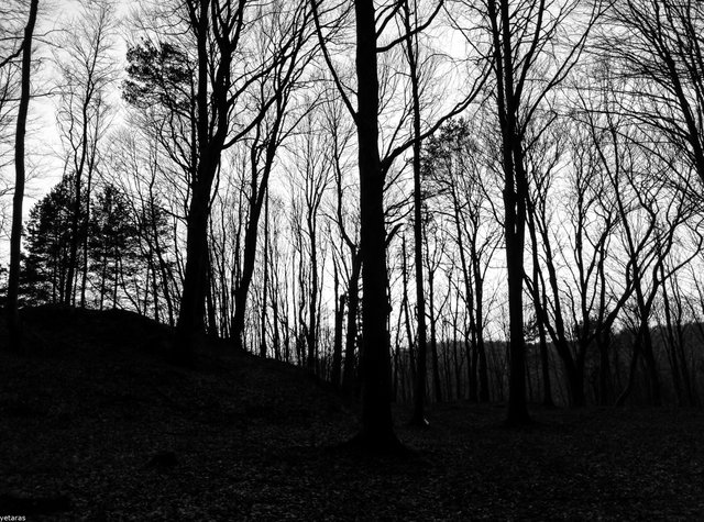 shadows of trees bw.jpg